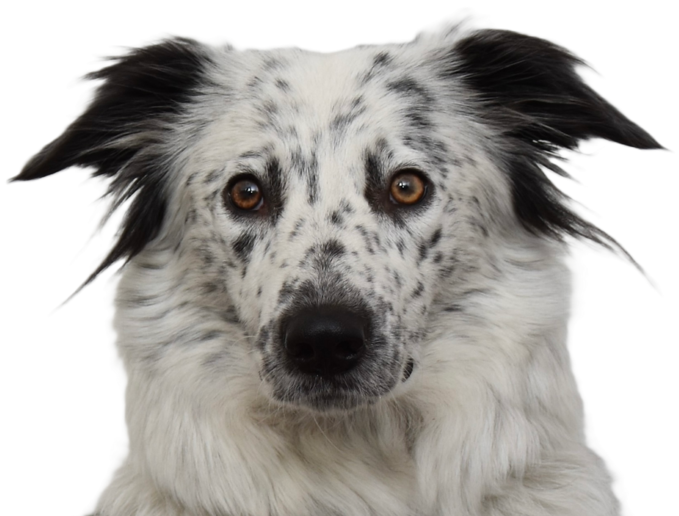 DogMind Hund Fee
