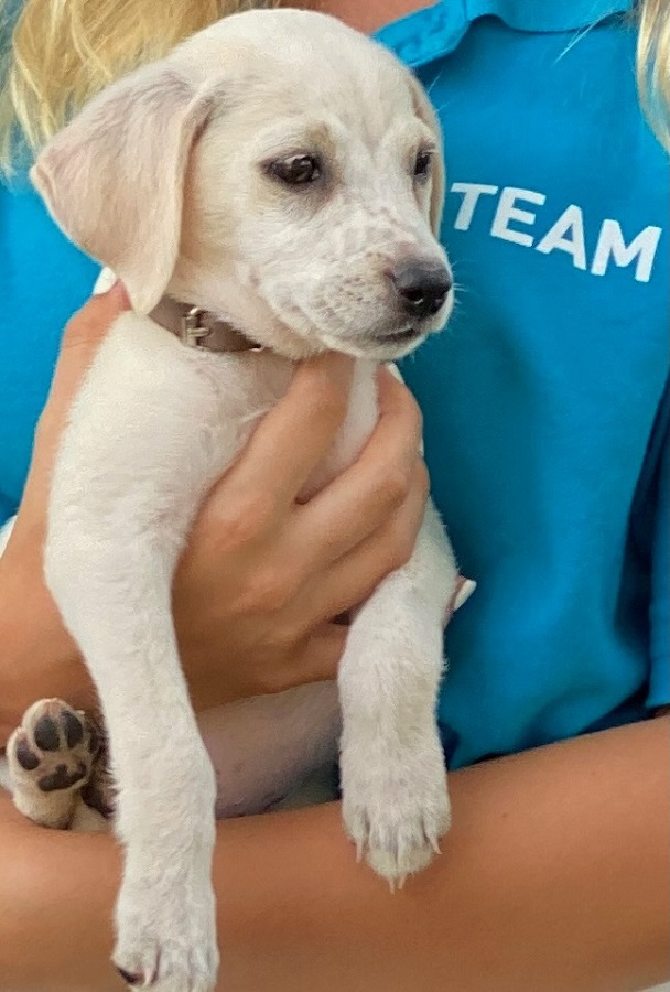 Hund und Mensch sind ein Team